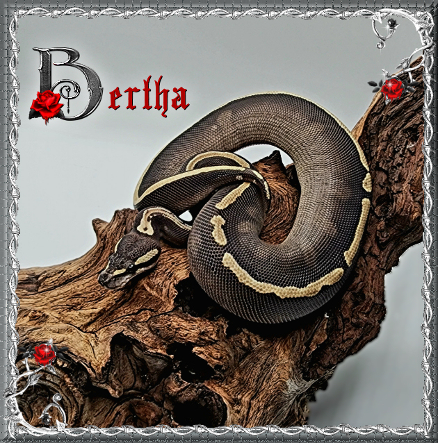 Bertha